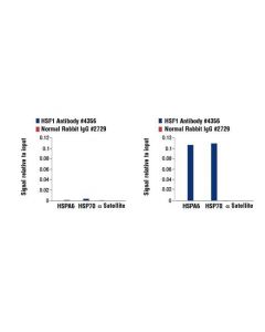 Cell Signaling Hsf1 Antibody