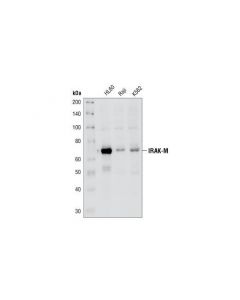 Cell Signaling Irak-M Antibody