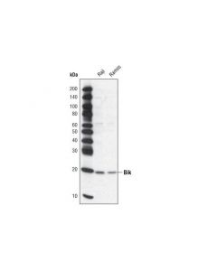 Cell Signaling Bik Antibody
