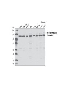Cell Signaling Vinculin Antibody