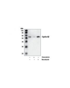 Cell Signaling Cyclin A2 (Bf683) Mouse mAb