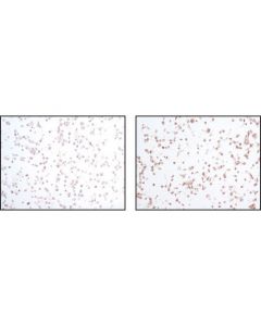 Cell Signaling Phospho-Sapk/Jnk (Thr183/Tyr185) (81e11) Rabbit mAb