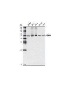 Cell Signaling Traf2 (C192) Antibody