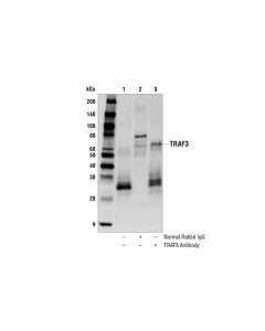 Cell Signaling Traf3 Antibody