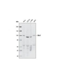Cell Signaling Orc1 (7a7) Rat mAb