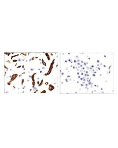 Cell Signaling Trim29/Atdc (E1l4e) Rabbit mAb