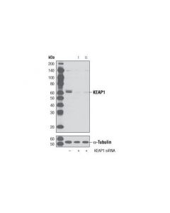 Cell Signaling Signalsilence Keap1 Sirna I