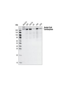 Cell Signaling Acetyl-Coa Carboxylase (C83b10) Rabbit mAb (Bsa And Azide Free)