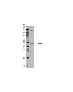 Cell Signaling Mouse Brain Tissue Control Extracts