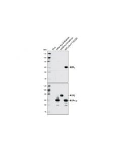 Cell Signaling Rxrgamma Antibody