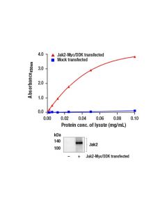 Cell Signaling Fastscan Total Jak2 Elisa Kit