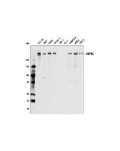 Cell Signaling Usp9x Antibody