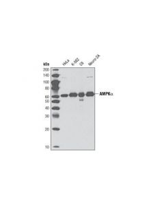 Cell Signaling Ampkalpha (D63g4) Rabbit mAb