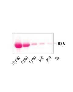 Cell Signaling Ponceau S Staining Solution