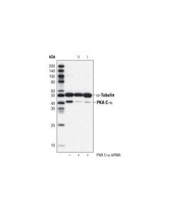 Cell Signaling Signalsilence Pka C-Alpha Sirna I