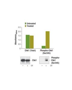 Cell Signaling Pathscan  Phospho-Chk1 (Ser345) Sandwich Elisa Kit