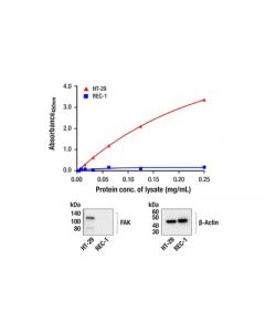 Cell Signaling Pathscan ® Rp Total Fak Sandwich Elisa Kit