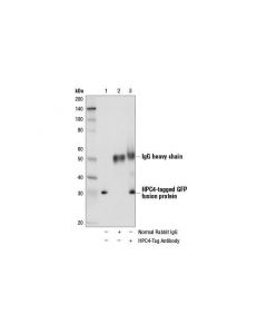 Cell Signaling Hpc4-Tag Antibody