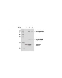 Cell Signaling Protein G Magnetic Beads