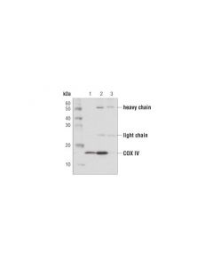 Cell Signaling Protein G Magnetic Beads