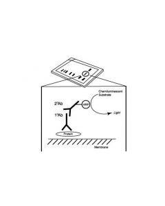 Cell Signaling 20x Lumiglo Reagent And 20x Peroxide