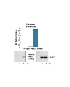 Cell Signaling Pathscan Phospho-Hsp27 (Ser82) Sandwich Elisa Kit