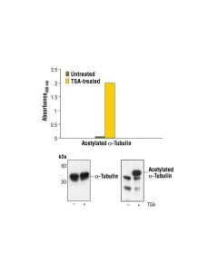 Cell Signaling Pathscan Acetyl-Alpha-Tubulin Sandwich Elisa Kit