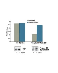 Cell Signaling Pathscan Phospho-Irs-1 (Ser307) Sandwich Elisa Kit