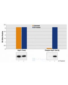 Cell Signaling Pathscan Phospho-Hsp27 (Ser78) Sandwich Elisa Kit