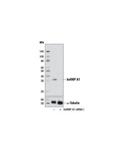 Cell Signaling Signalsilence Hnrnp A1 Sirna I