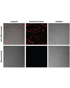 Cell Signaling Signalsilence Control Sirna (Cy3 Conjugate)