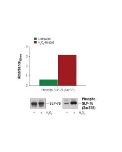 Cell Signaling Pathscan  Phospho-Slp-76 (Ser376) Sandwich Elisa Kit 