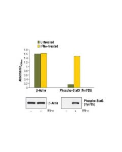 Cell Signaling Pathscan Total Beta-Actin Sandwich Elisa Kit