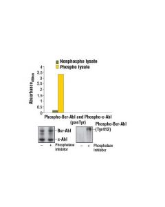 Cell Signaling Pathscan Phospho-C-Abl (Pantyr) Sandwich Elisa Kit