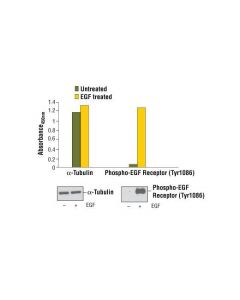 Cell Signaling Pathscan Total Alpha-Tubulin Sandwich Elisa Kit