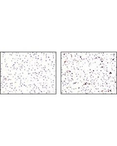 Cell Signaling Signalslide Cleaved Caspase-3 (Asp175) Ihc Controls