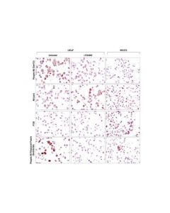 Cell Signaling Signalstain Akt Pathway Ihc Sampler Kit