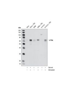 Cell Signaling Fos Family Antibody Sampler Kit