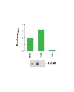 Cell Signaling Pathscan Total Epcam Sandwich Elisa Kit