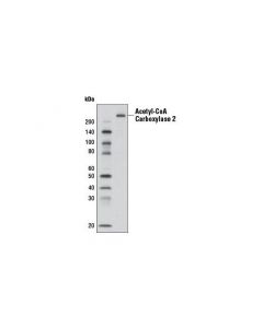 Cell Signaling Acetyl-Coa Carboxylase 2 (D5b9) Rabbit mAb