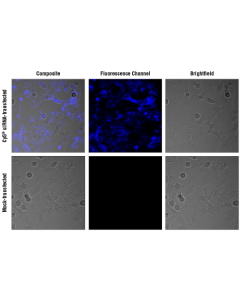 Cell Signaling Signalsilence Control Sirna (Cy5 Conjugate)