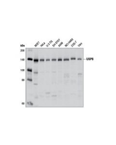 Cell Signaling Usp8 Antibody