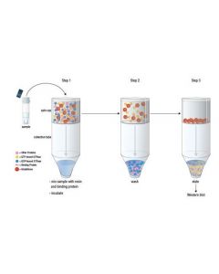 Cell Signaling Active Rap1 Detection Kit