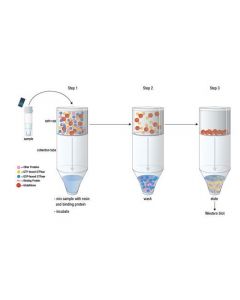 Cell Signaling Active Rho Detection Kit