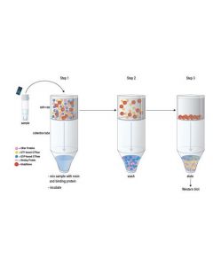 Cell Signaling Active Ras Detection Kit