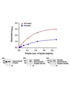Cell Signaling Fastscan Phospho-Glucocorticoid Receptor (Ser226) Elisa Kit
