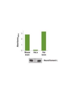 Cell Signaling Pathscan Total Neurofilament-L Sandwich Elisa Kit
