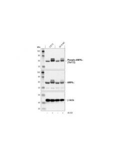 Cell Signaling Aicar