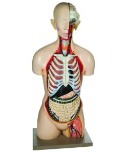 Eisco Labs Life-Size Sexless Human Torso Model, 13 Parts