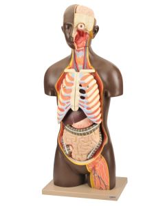 Eisco Labs Life-Size Unisex Human Torso, 13 Parts